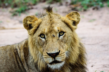 Obraz premium Close up of the face of a young male lion