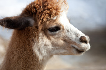 portrait of an alpaca lama