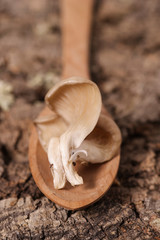 Raw fresh oyster mushroom on a wooden spoon