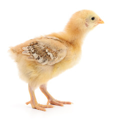 Small yellow chicken
