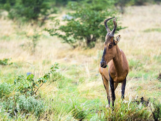 Kuhantilope auch Hartebeest (Alcelaphus buselaphus),  Okaukuejo, Etosha Nationalpark, Namibia, Afrika