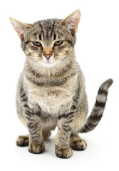 Kitten on a white background