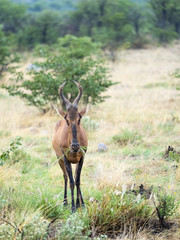 Kuhantilope auch Hartebeest (Alcelaphus buselaphus),  Okaukuejo, Etosha Nationalpark, Namibia, Afrika