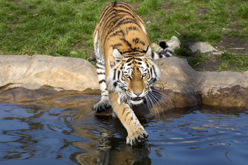 angry Amur tiger, Panthera tigris altaica, beating paws into the water