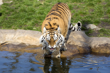 Fototapeta na wymiar angry Amur tiger, Panthera tigris altaica