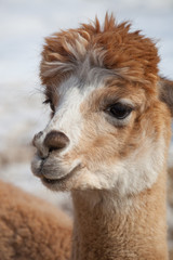 Fototapeta premium portrait of an alpaca lama