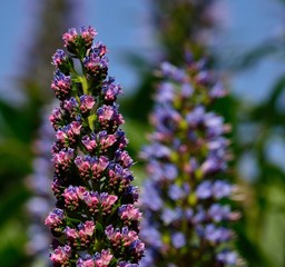 Tajinaste of colors, Canary islands