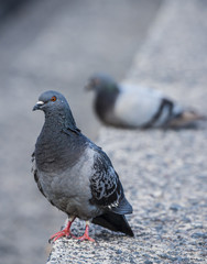 pigeons