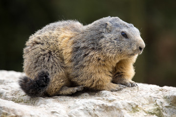 Alpine marmot, Marmota Marmota, one of the big rodents