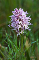 Common Spotted Orchid - Dactylorhiza fushsii