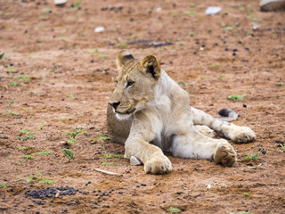 Junger Löwe, (Panthera leo) , Okaukuejo, Etosha Nationalpark, Namibia, Afrika