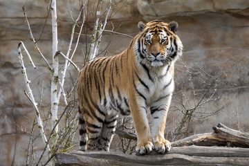 Obraz premium Amur Tiger, Panthera tigris altaica, closely monitors nearby