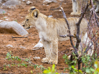 Junger Löwe, (Panthera leo) , Okaukuejo, Etosha Nationalpark, Namibia, Afrika