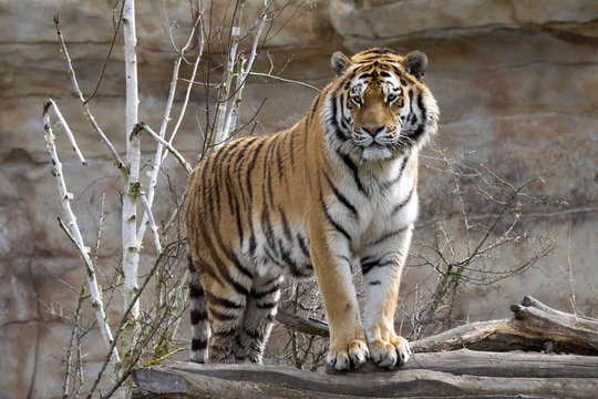 Fototapeta Amur Tiger, Panthera tigris altaica, closely monitors nearby