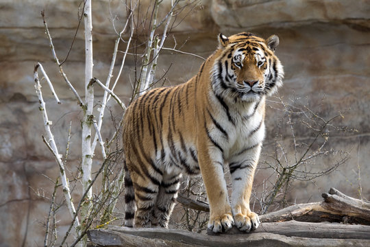 Amur Tiger, Panthera tigris altaica, closely monitors nearby