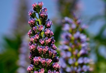 Tajinaste of colors, Canary islands