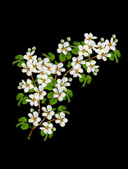 White pear flowers branch © alenalihacheva