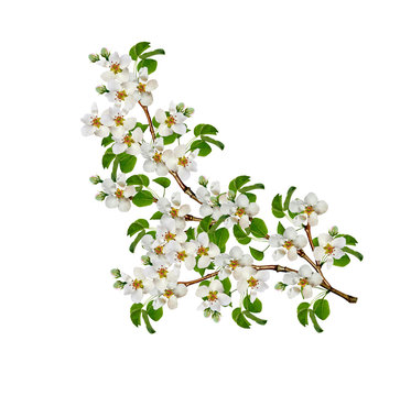 White pear flowers branch