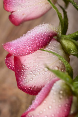 three white and pink rose with water drops on wood