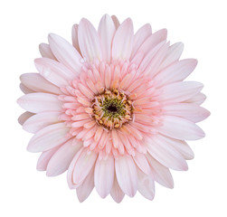 pink gerbera flower isolated on white with clipping path