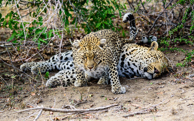 Fototapeta premium Female Leopard trying to entice her partner into action