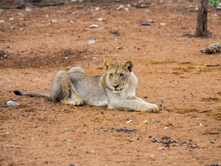 Junge Löwin, (Panthera leo) , liegt auf roten Erde, Okaukuejo, Etosha Nationalpark, Namibia, Afrika
