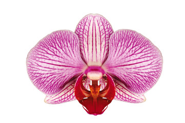 pink Orchid flower head close up isolated on white background