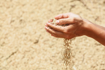 Handful of rough unmilled rice grains in human hands on background of drying crop of ripe raw rice. Agriculture, asian cereal plants, food producing and export farm nutrition ingredients in Indonesia