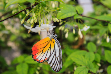 Butterfly on a white flower