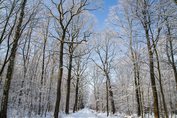 Fototapeta na wymiar Polish forest in winter
