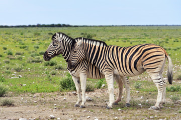 Zebra in Etosha, Namibia