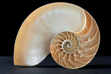 Nautilus shell, perfect golden section on black, clipping path - obrazy, fototapety, plakaty