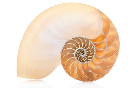 Nautilus shell section, perfect Fibonacci pattern on white, clipping path