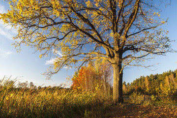 Fototapeta premium Autumn
