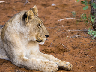 Junge Löwin, (Panthera leo) , liegt auf roten Erde, Okaukuejo, Etosha Nationalpark, Namibia, Afrika