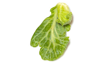 Chinese Kale sprout on white