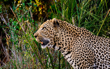 Head and shoulders of a male Leopard