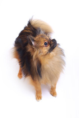 German Spitz standing and looking up