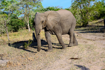 Fototapeta premium Spaceruj po parku z moim cieniem