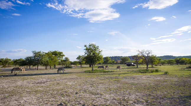 Burchell-Zebras (Equus burchelli), hinten Safariejeep mit Touristen, Ongaya Wild Reservat, Outja, Namibia, Afrika