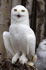 beautifully colored female Snowy Owl, Nyctea scandiaca