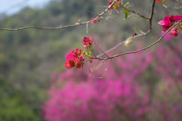 red paper flower (bougainvillea) , blur nature background