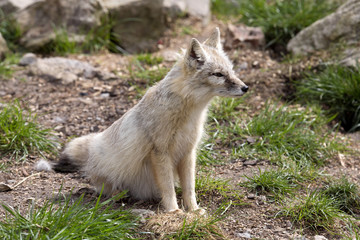 Corsac fox, Vulpes corsac is shrewd fox