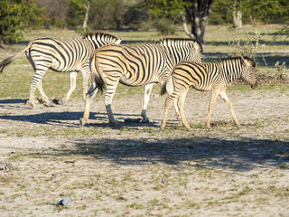 Fototapeta na wymiar Burchell-Zebras (Equus burchelli), Jungtier, Ongaya Wild Reservat, Outja, Namibia, Afrika