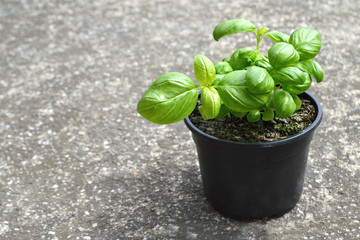 Fresh basil in pot
