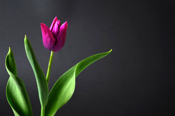Purple tulip on dark background