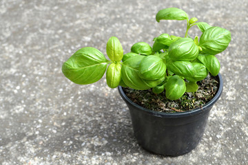 Basil plant growing in pot