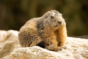Alpine marmot, Marmota Marmota, one of the big rodent