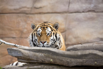 Amur Tiger, Panthera tigris altaica, closely monitors nearby