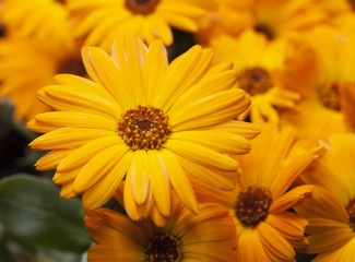 Fototapeta premium Yellow gerbera in a bunch